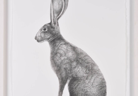 Hare ii - charcoal on paper - artist Adriane Strampp