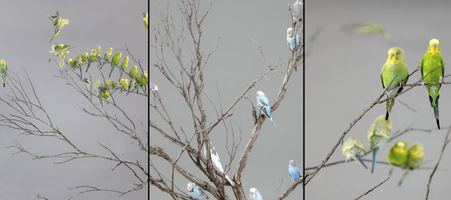Image of birds in a tree. 