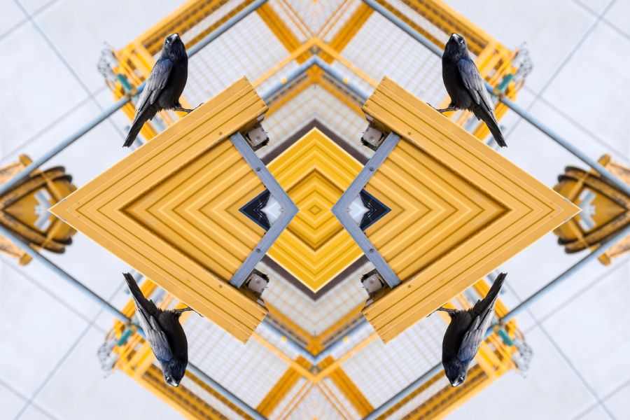 Waa and Wattle 2022 by Kent Morris. A digitally altered image featuring yellow and orange shapes, with 4 birds positioned across the image.
